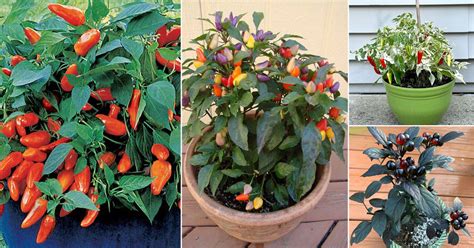 15 Types of Ornamental Pepper Varieties | Can You Eat Ornamental Peppe