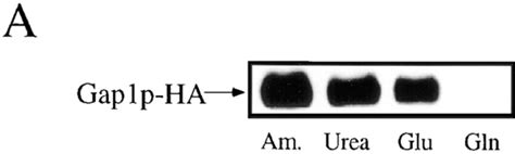 Gap1 protein is expressed but permease activity is low in cells grown ...