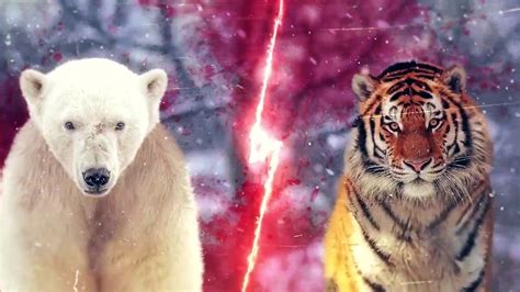 Siberian Tiger Vs Polar Bear