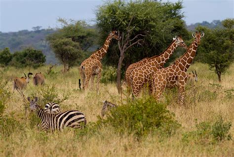 SAMBURU NATIONAL RESERVE - Africa Safari Discovery Tours, Africa Safari Tours Kenya