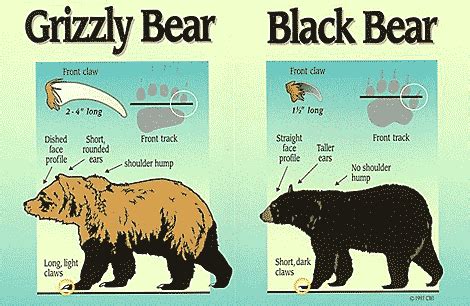 Photo showing differences between black and brown bears | Bear habitat, Black bear, Grizzly bear