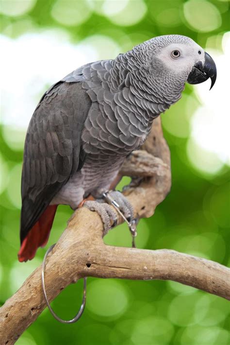 Grey Parrot Stock Photos, Images and Backgrounds for Free Download