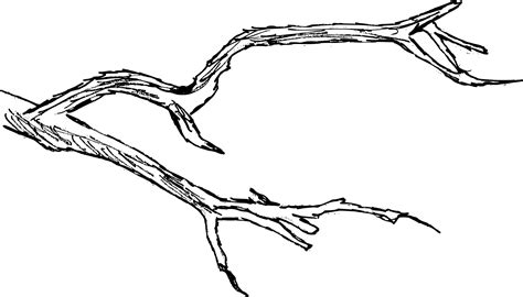 6 Tree Branch Drawing (PNG Transparent) | OnlyGFX.com