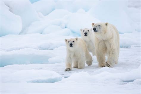 Het einde van de winter: lange dagen en hongerige ijsberen