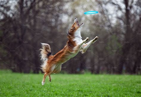 Dog frisbee | Animal Stock Photos ~ Creative Market