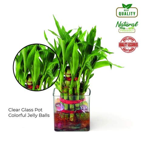 Buy Lucky Bamboo Plant online in India | Enteplants.com