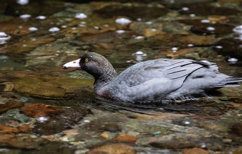 Blue Duck ‘Whio’ | Great Bird Pics