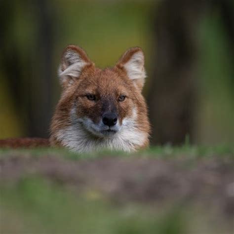 Dhole | The Wilds