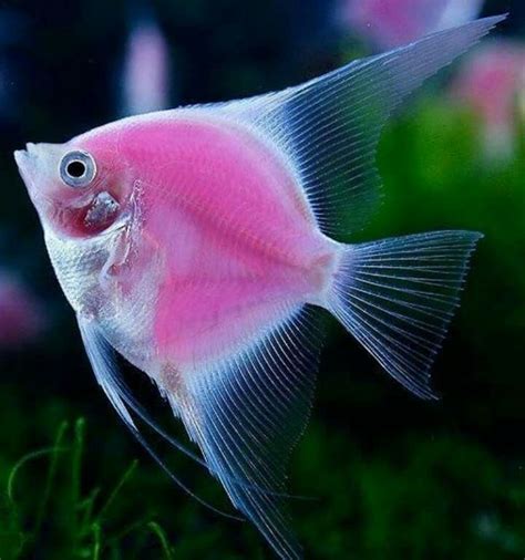 Pin by Tere MV on Animales | Beautiful fish, Pink fish, Angel fish