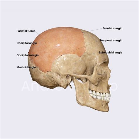 Parietal Bone Encyclopedia Anatomyapp Learn Anatomy D Models Images | The Best Porn Website