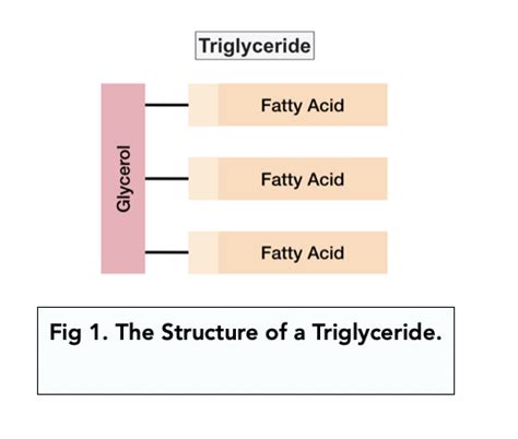 Structure Of Triglyceride