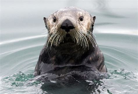 alaskan otters | Alaskan Sea Otter | Flickr - Photo Sharing! | Sea otter, Otters, Alaska sealife ...