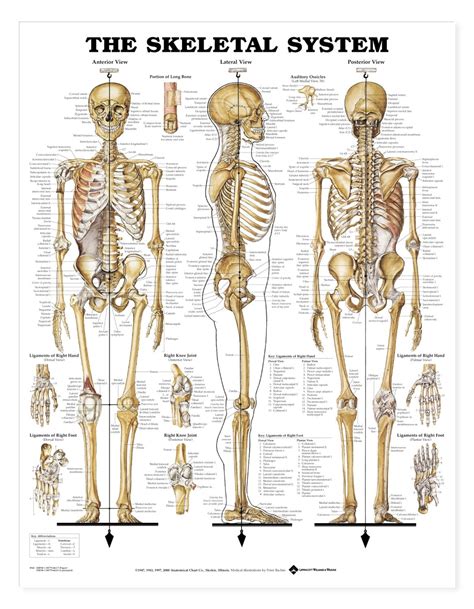 Skeleton Anatomy Poster | Skeletal System Anatomical Chart Company