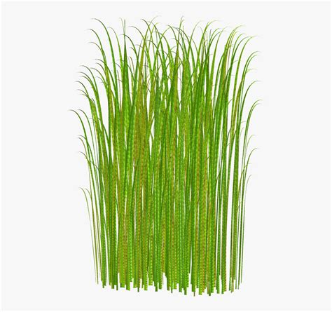 Tall Grass Clipart - Grass Clipart, HD Png Download - kindpng