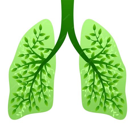 Pulmones humanos sanos verdes frescos, parte del cuerpo | Vector Premium