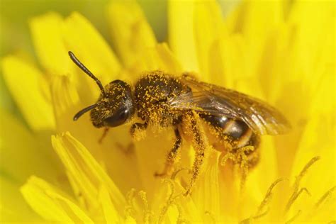 A,Closeup,Of,A,Female,Sweat,Bee,Lasioglossum,Calceatum,On - Pointe Pest ...