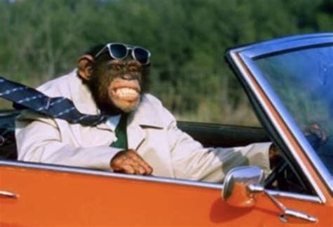 Monkey driving a car Blank Template - Imgflip