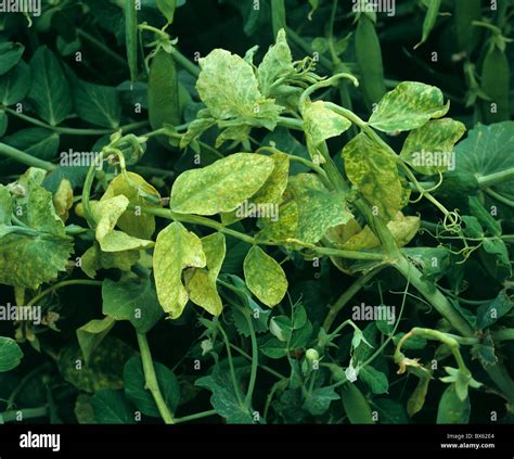 PEMV, Pea enation mosaic virus symptoms on a pea plant Stock Photo - Alamy