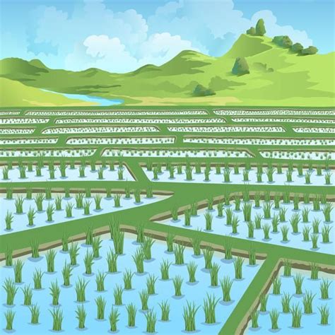 Lovely paddy field in front of green mou... | Premium Vector #Freepik # ...