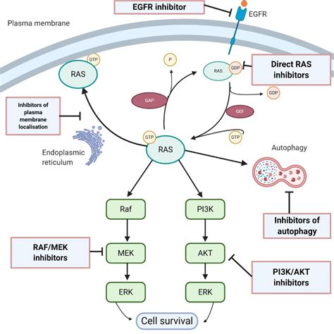 Emerging RAS-directed therapies for cancer