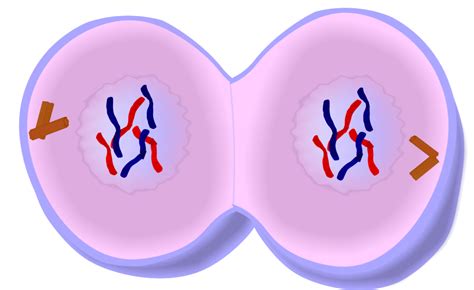 Telophase(mitosis): The fourth and last stage of mitosis. During this ...