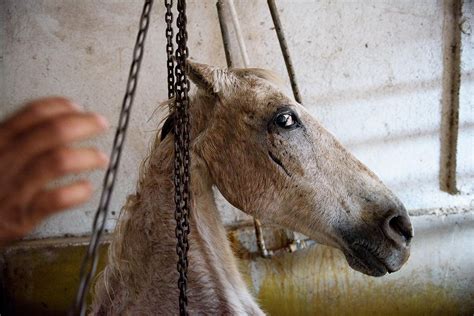 Petition Update: Anti-Horse Slaughter Bill Advances through Subcommittee Hearing — Species Unite