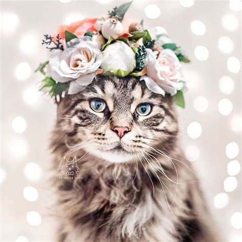 Flower Crown Cat - Cats Photo (41851687) - Fanpop