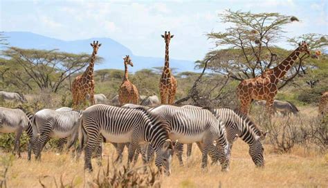 Shaba National Reserve | Kenya Wildlife Safari Destinations
