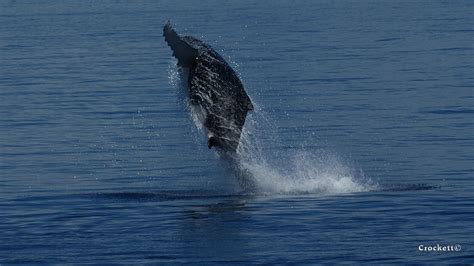 Humpback Whale Calf Breaching image 2 of 4 Photograph by Gary Crockett