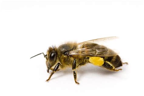 Worker Honey bee (Apis mellifera) with pollen sac on back