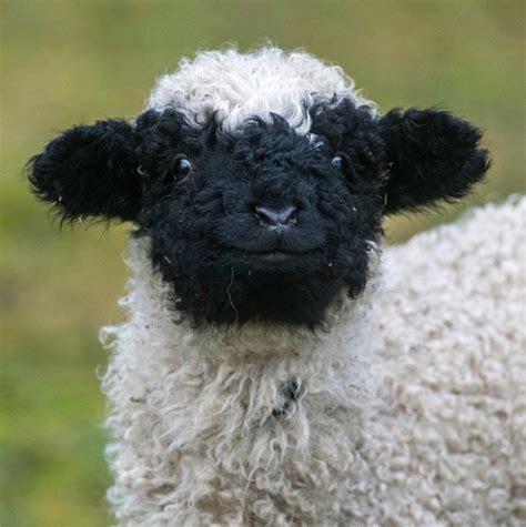 A Valais Blacknose Sheep smiling back at you