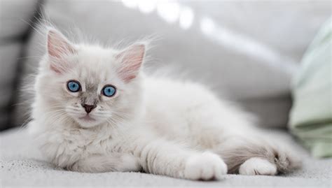 Datos sobre el gato Ragdoll » Blog Veterinaria del Bosque