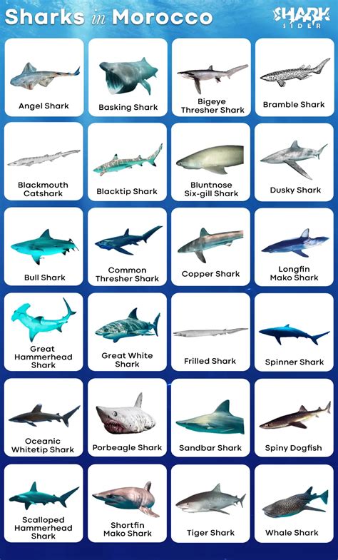 List of Sharks in Morocco with Pictures