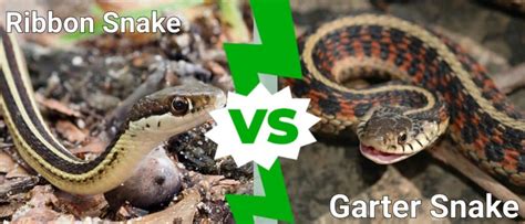 Ribbon Snake vs Garter Snake: What’s the Difference? - IMP WORLD