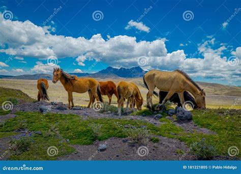 Wild Horses in the Cotopaxi National Park, in Ecuador Stock Image - Image of cotopaxi, brown ...