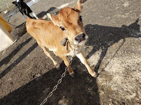 Whoa Nellie Dairy bottles own milk to make it through pandemic | AGDAILY