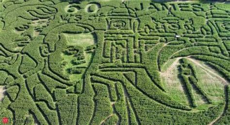 corn maze News - Latest corn maze News, Breaking corn maze News, corn ...