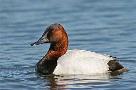 Male Canvasback Duck | Flickr - Photo Sharing!