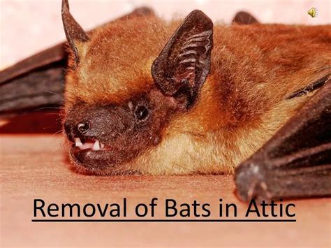 PPT - Removal of Bats in Attic PowerPoint Presentation, free download ...