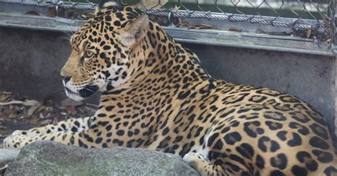 Escaped Jaguar Kills 6 Animals At New Orleans Zoo | HuffPost