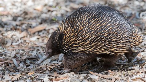 A baby echidna is born out of an egg, and then crawls into its mother's ...