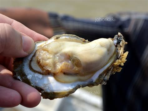 Oyster Divers in Muar Johor 🦪 Among the Best Oysters in the World |Tony ...