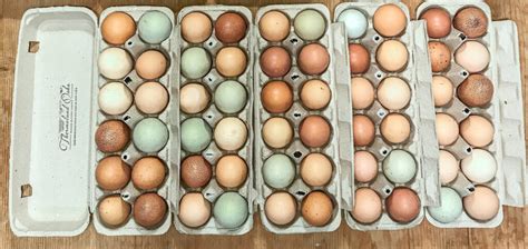 How to get Blue Chicken Eggs - Thermaland Oaks