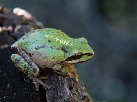 Free Images : nature, animal, wildlife, green, small, toad, amphibian ...