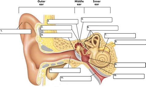 Practice Labeling the Ear