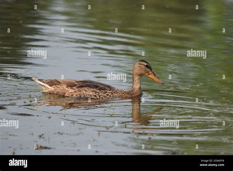 Female Duck swimming in pond Stock Photo - Alamy