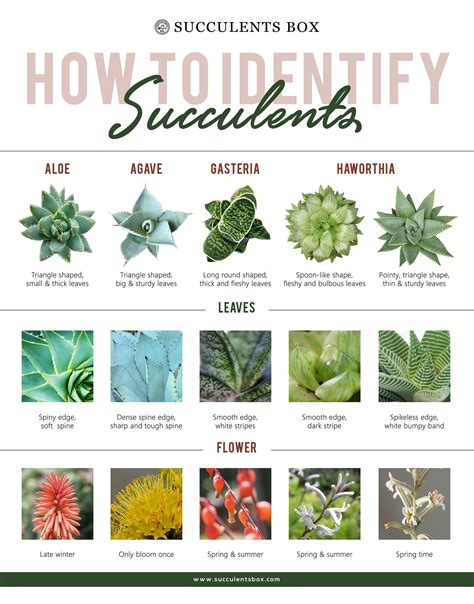 Succulents Species Identification