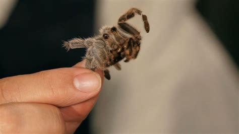 What You Need to Know about Tarantula Molting - Howcast