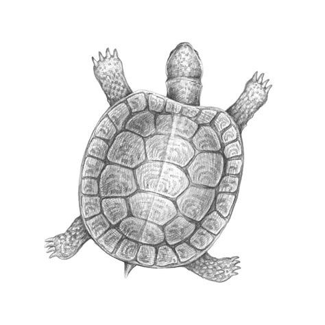 How to Draw a Turtle