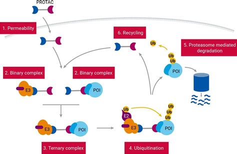 Targeted Protein Degradation Assays and Reagents | PerkinElmer